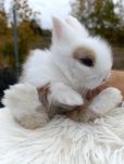 Mini lop karzełek Teddy hodowla zarejestrowana