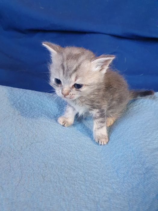 Шатланская кошечка