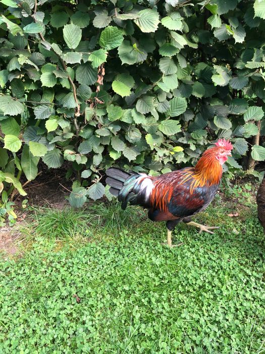 Koguty zielononóżki