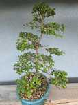 Bonsai Wiąz drobnolistny chiński,  piękny okaz indoor wewnętrzny