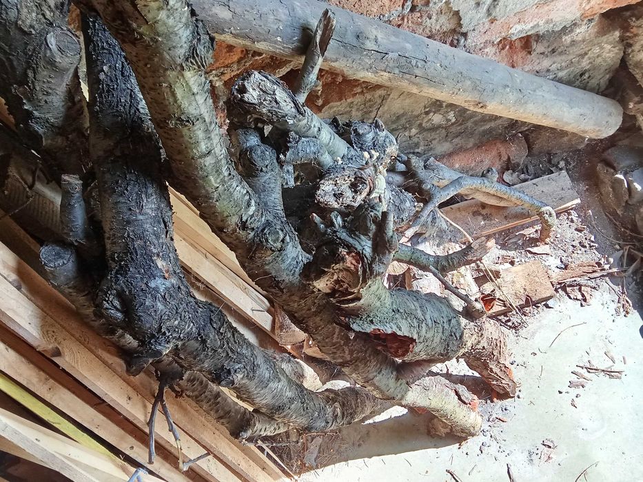 Drewno do wędzenia Jabłoń