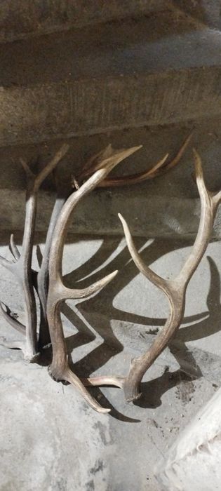 Sprzedam pojedyńcze poroże