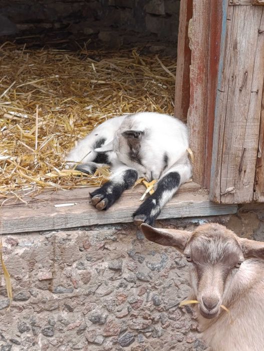 Цапики та козочки різного віку та різних батьків