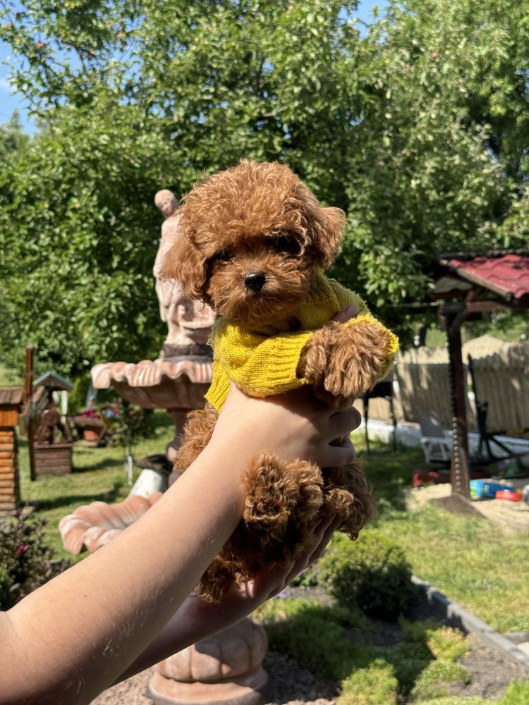 Мальтипу міні ф2