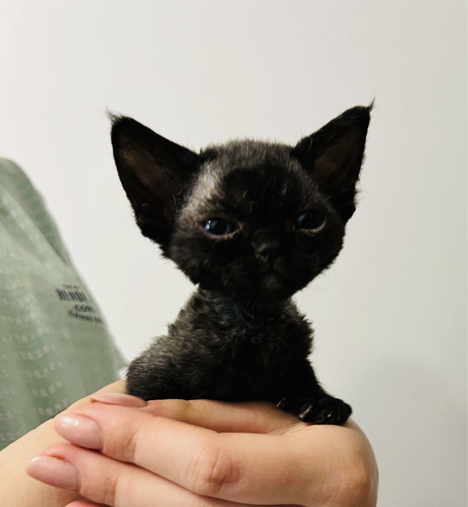 Wybitny typ - kotka - Devon Rex -
