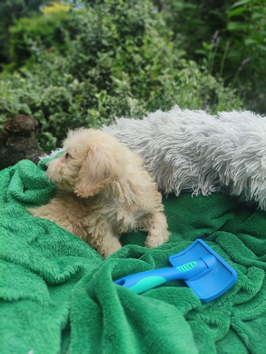 Maltipoo malutki chlopiec Warszawa pudel maltanczyk