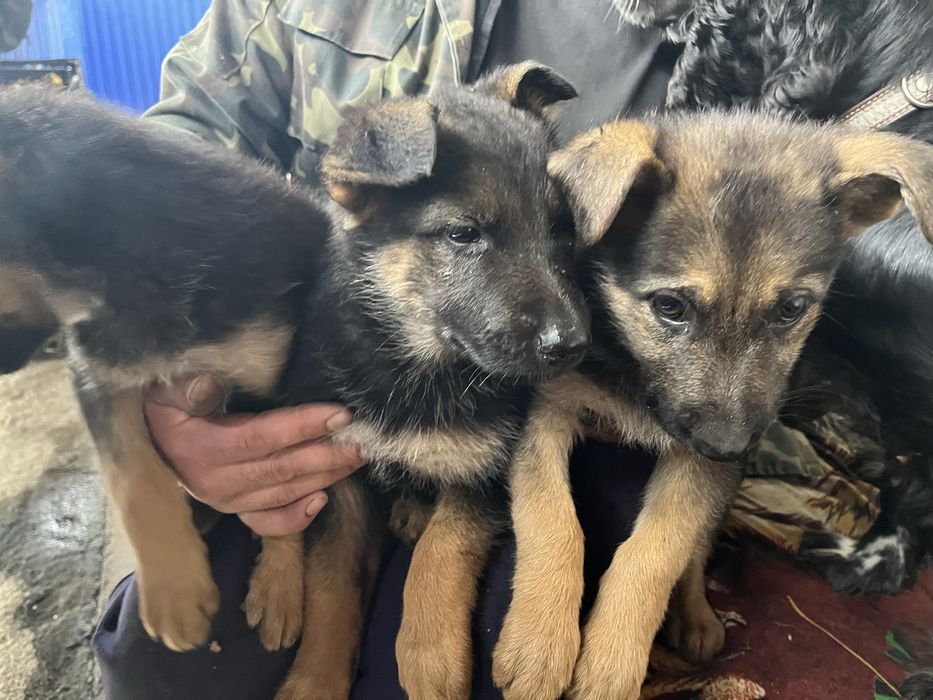 Продам цуценят німецької вівчарки!