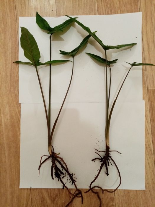 Сингоніум. 2 штуки.