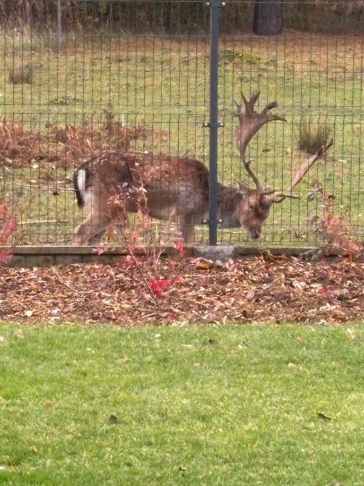 Daniele byki na sprzedaż