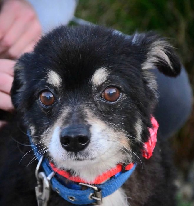 Najkochańszy malutki piesio-Grzybek prosi o miłość