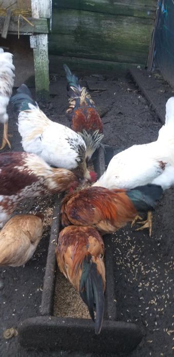 Koguciki rajskie z tego roku