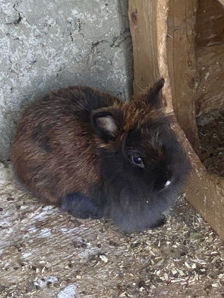 3 coelhinas muito fofas procuram um novo lar!