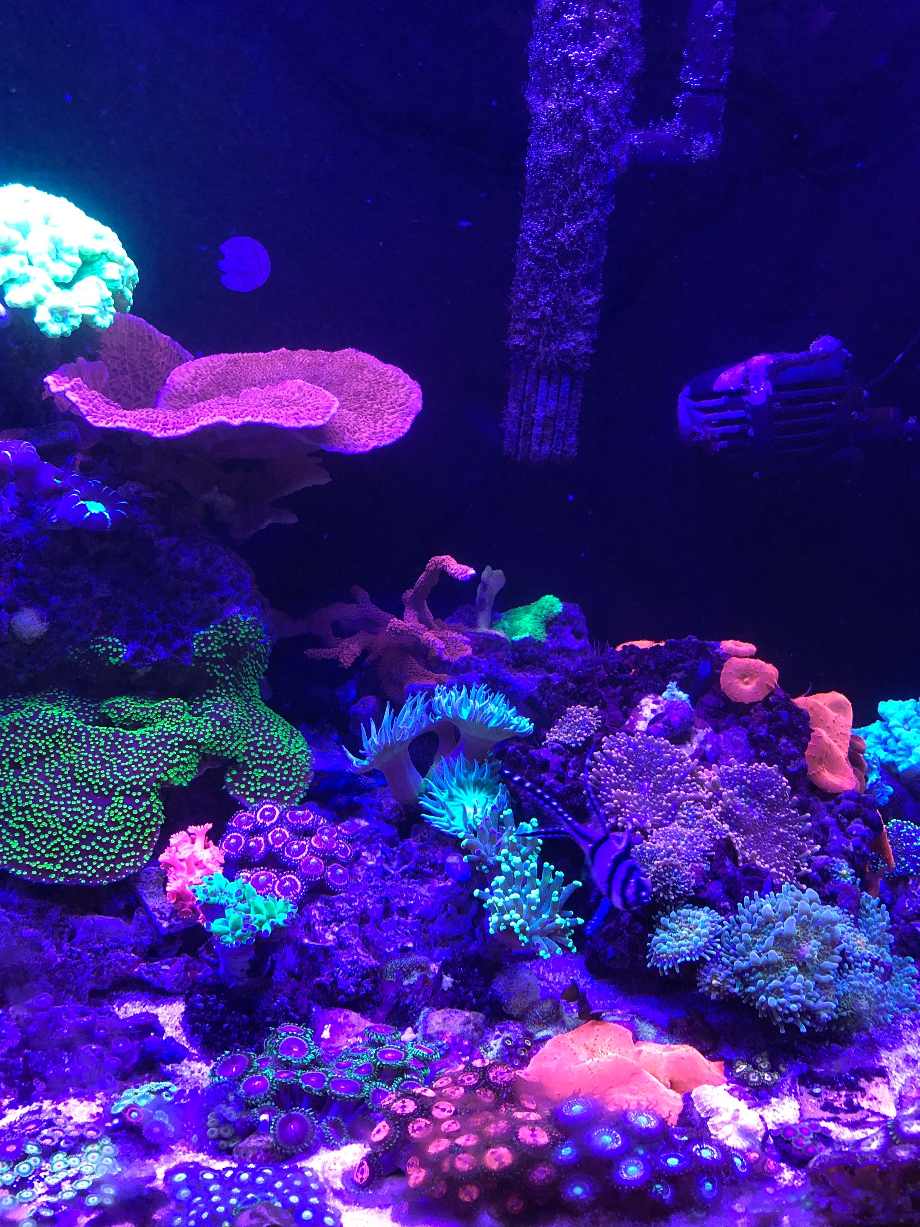 Rhodactis multicolor, koralowce, morskie