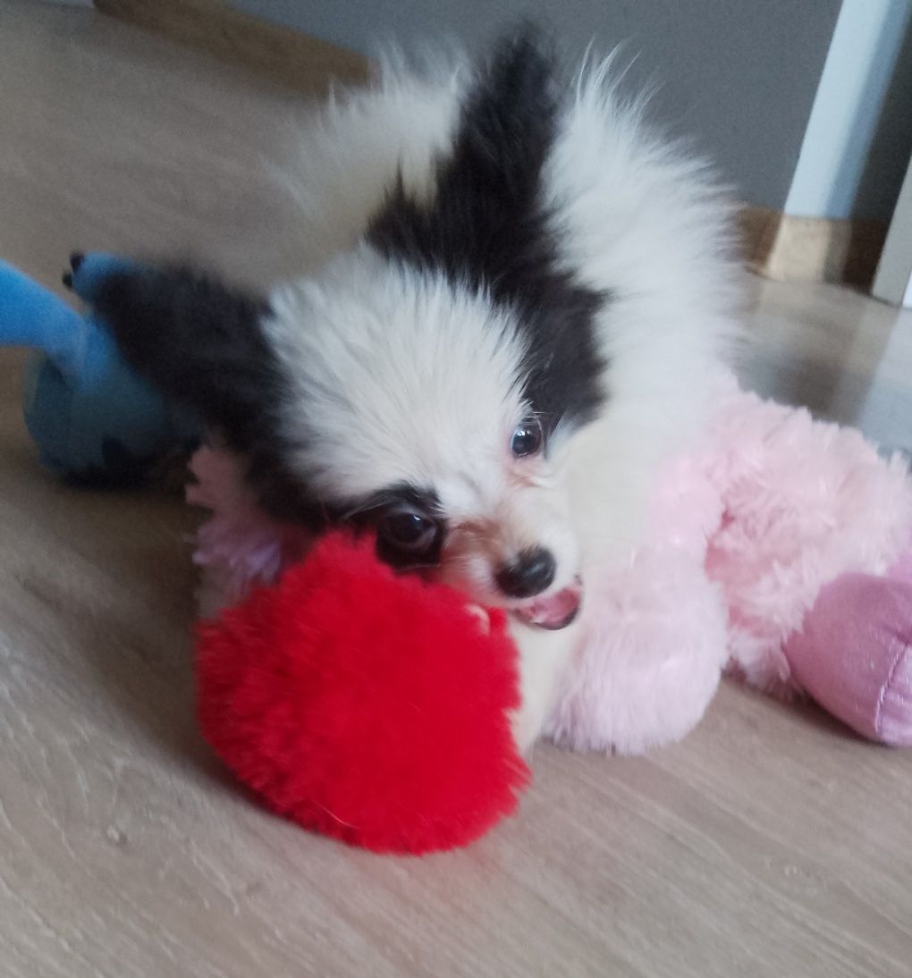 Papillon piesek gotowy do odbioru
