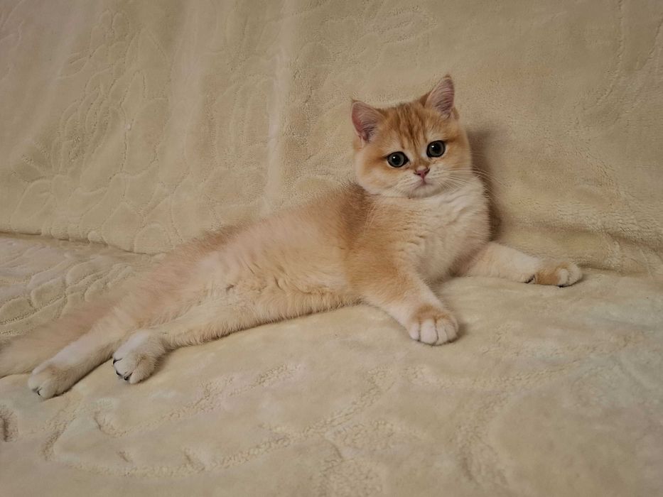 Kotka brytyjska  krótkowłosa ZŁOTA  wiarygodny rodowód  WCF-PZF