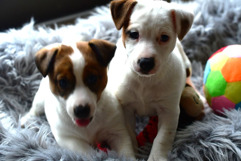 Piękna suczka Jack Russell Terrier