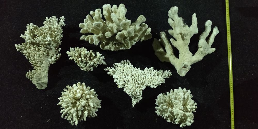 Кораллы в аквариум  декорации оформление раковина