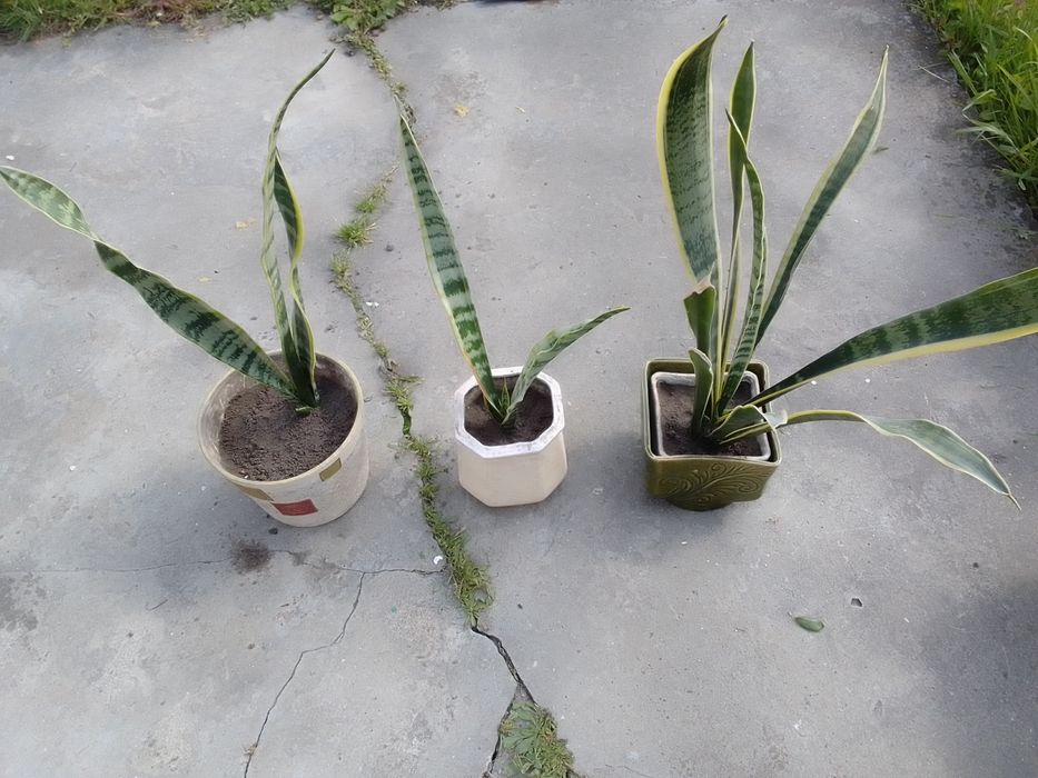 Сансев'єрія. Тещин язик. Щучий хвіст.