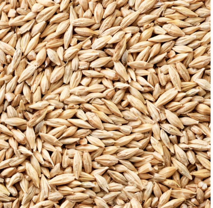 Продам ячмінь врожай 2025 року