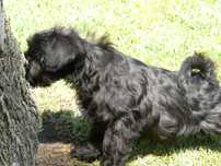 Schnauzer miniatura C/LOP, Afixo e Vacinas.