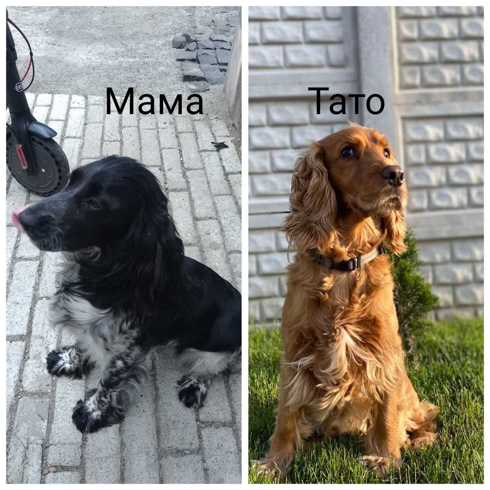 Цуценята спаніелів. Кокер-спаніель.