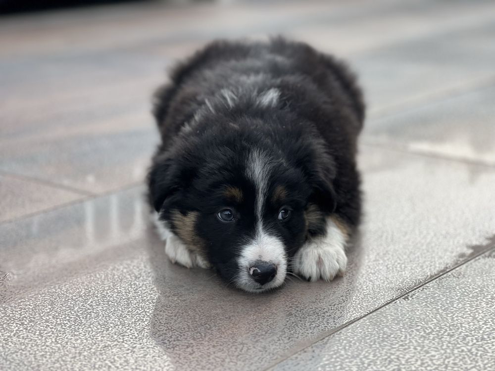 Piesek Border Collie