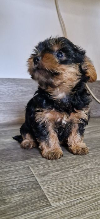 Щенки йорки 2 месяца