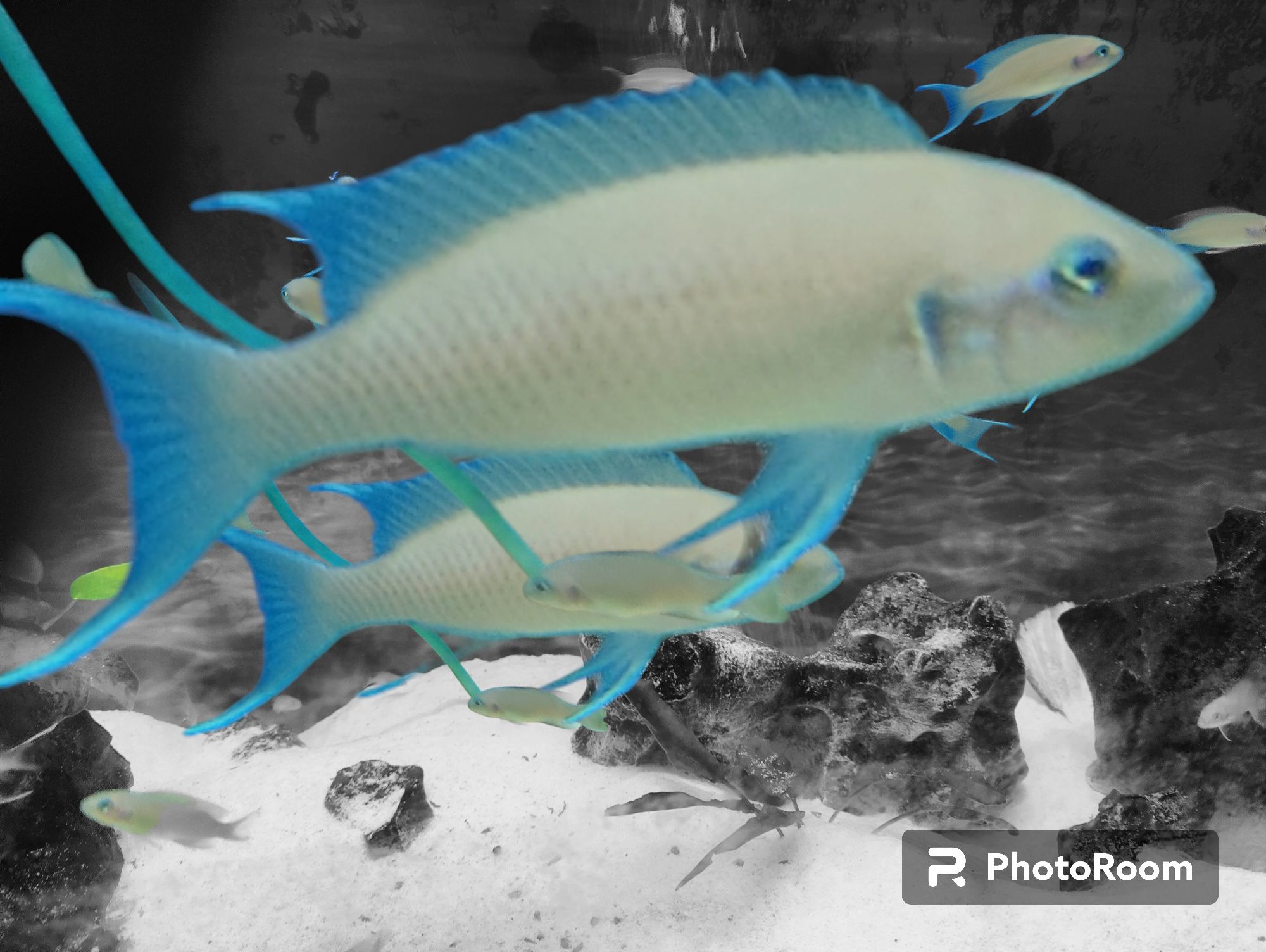 Акваріумна рибка Прінцеса Бурунді