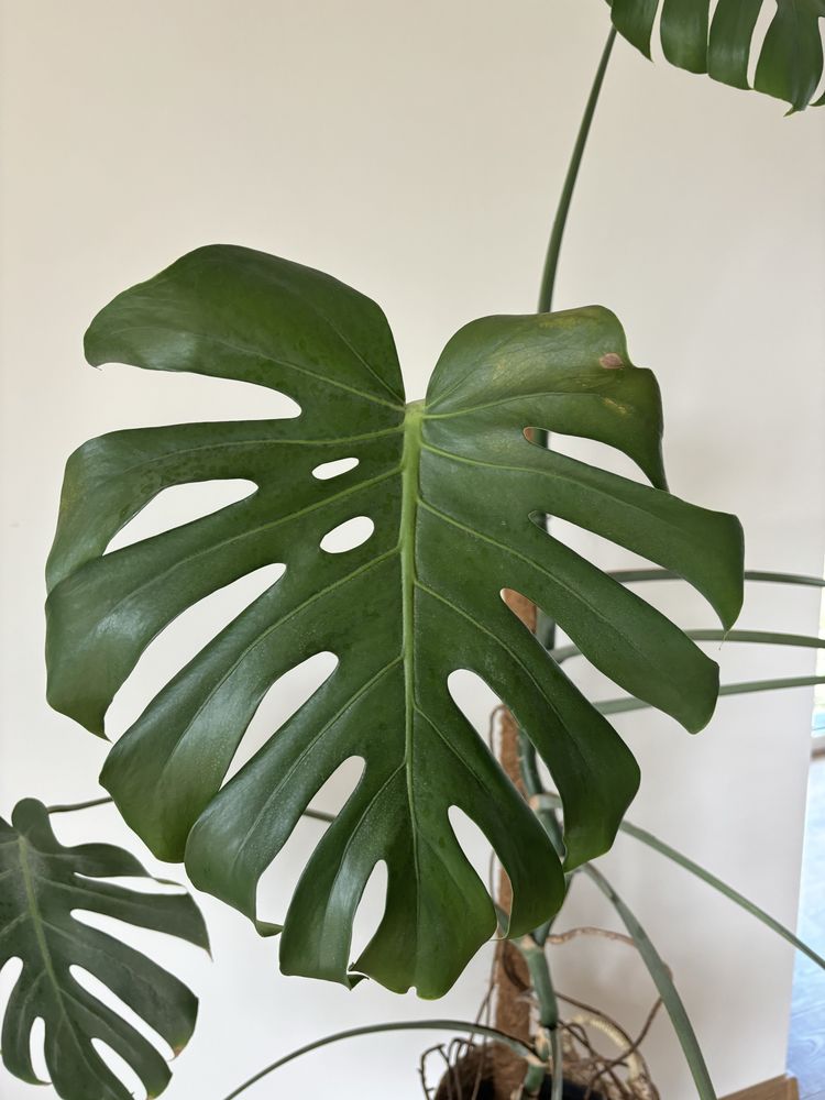 Monstera 160 cm wysoka