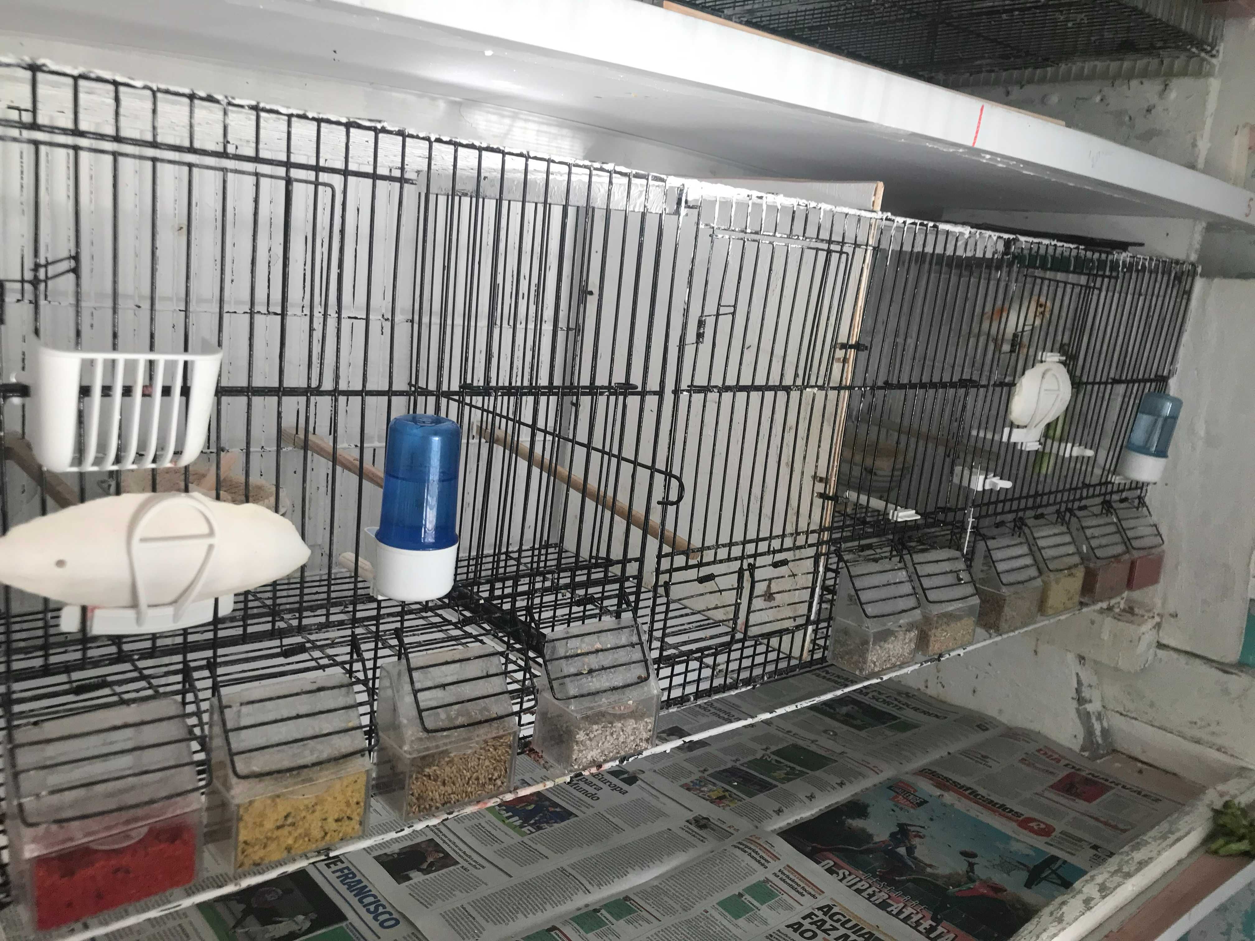 Gaiolas, criação, para canários.