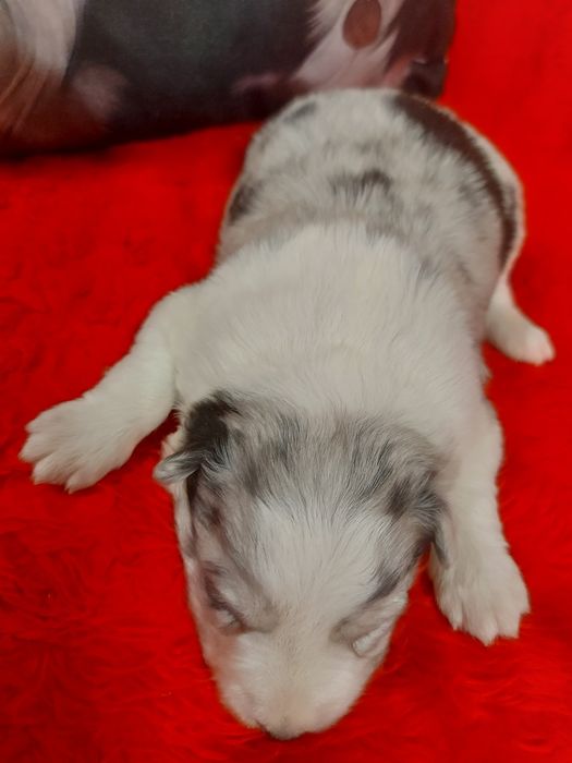 Border Collie wyjątkowo piękna suczka  merle z rodowodem