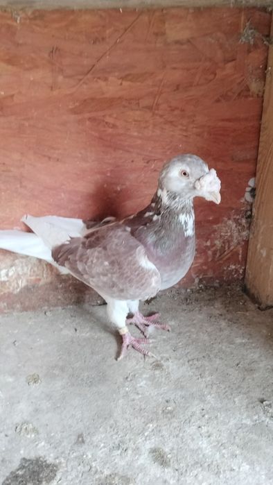 Gołębie staropolskie