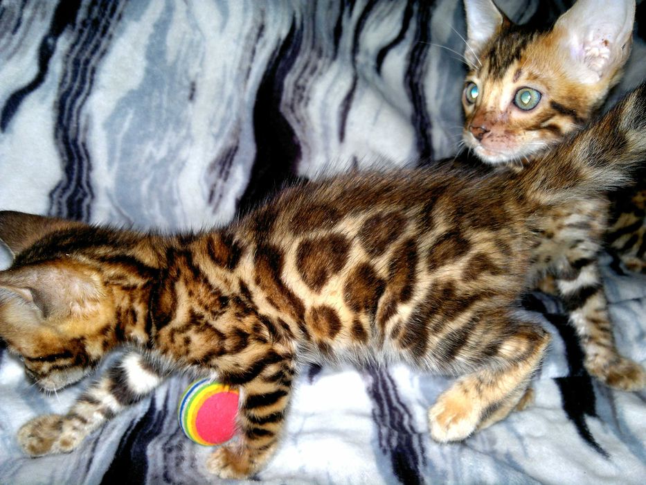 Елітна бенгалочка ШОУ клас від клубної вязки в розведення