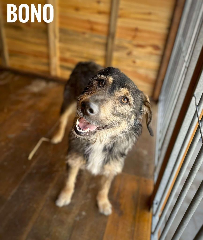 Łagodny, 1, 5 roczny Bonio, adopcja za darmo oddam