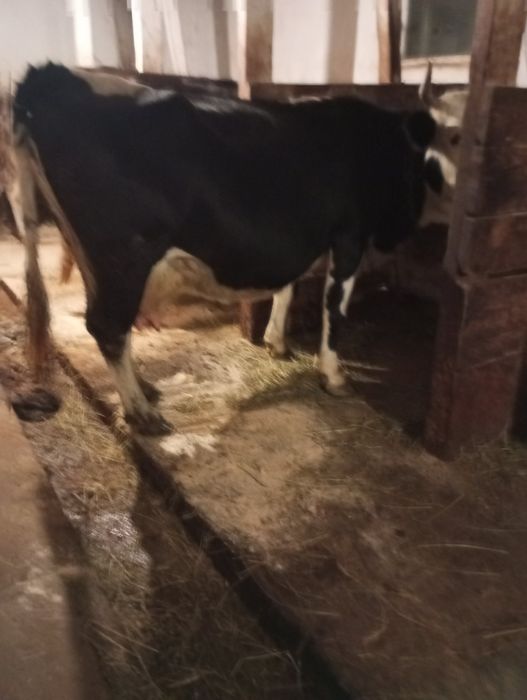 Продається добра корова