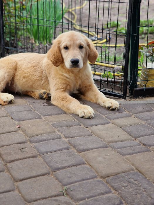 рижі хлопчики golden retriever male