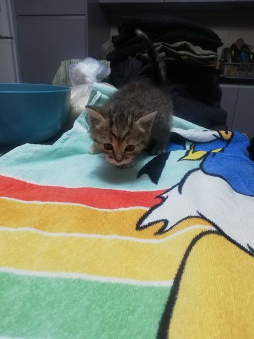 Dá-se gatinhos bebes