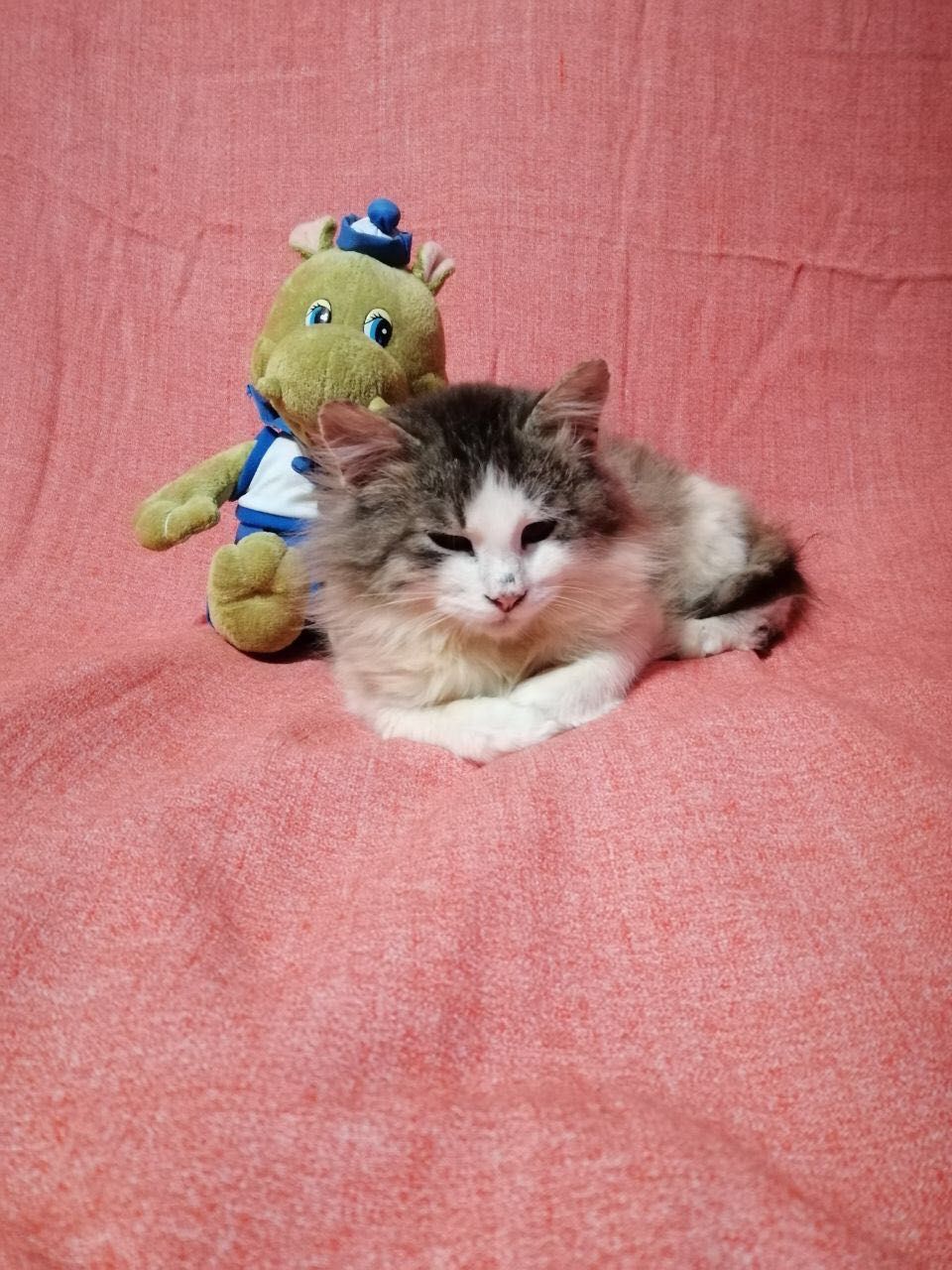 Котята котики отдам пушистый котенок мальчик