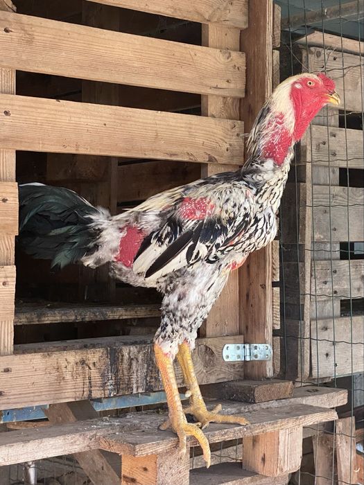 Indio Gigante (ovos/pintos)