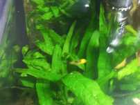 Peixes molly e guppies  jovens e camarão neocardina