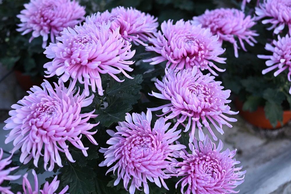 Chryzantemy wielkokwiatowe i drobnokwiatowe