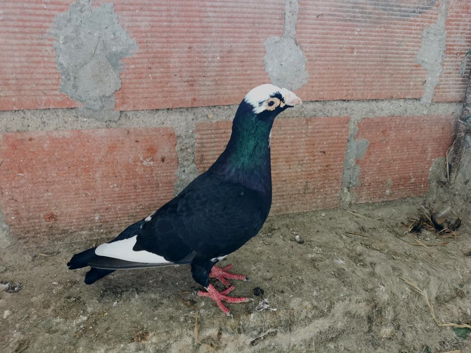 Pombo correio linha antiga