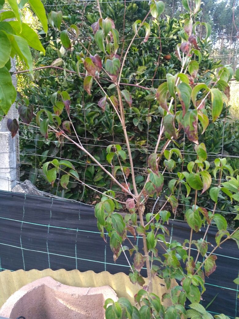 Corniso Japonês (kornus cousa)