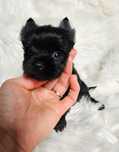 Black Yorkshire Terrier-sunia z rodowodem (uroda laleczki)
