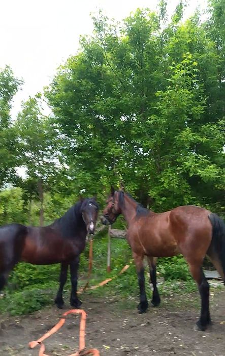 Продам молоду кобилу Нору