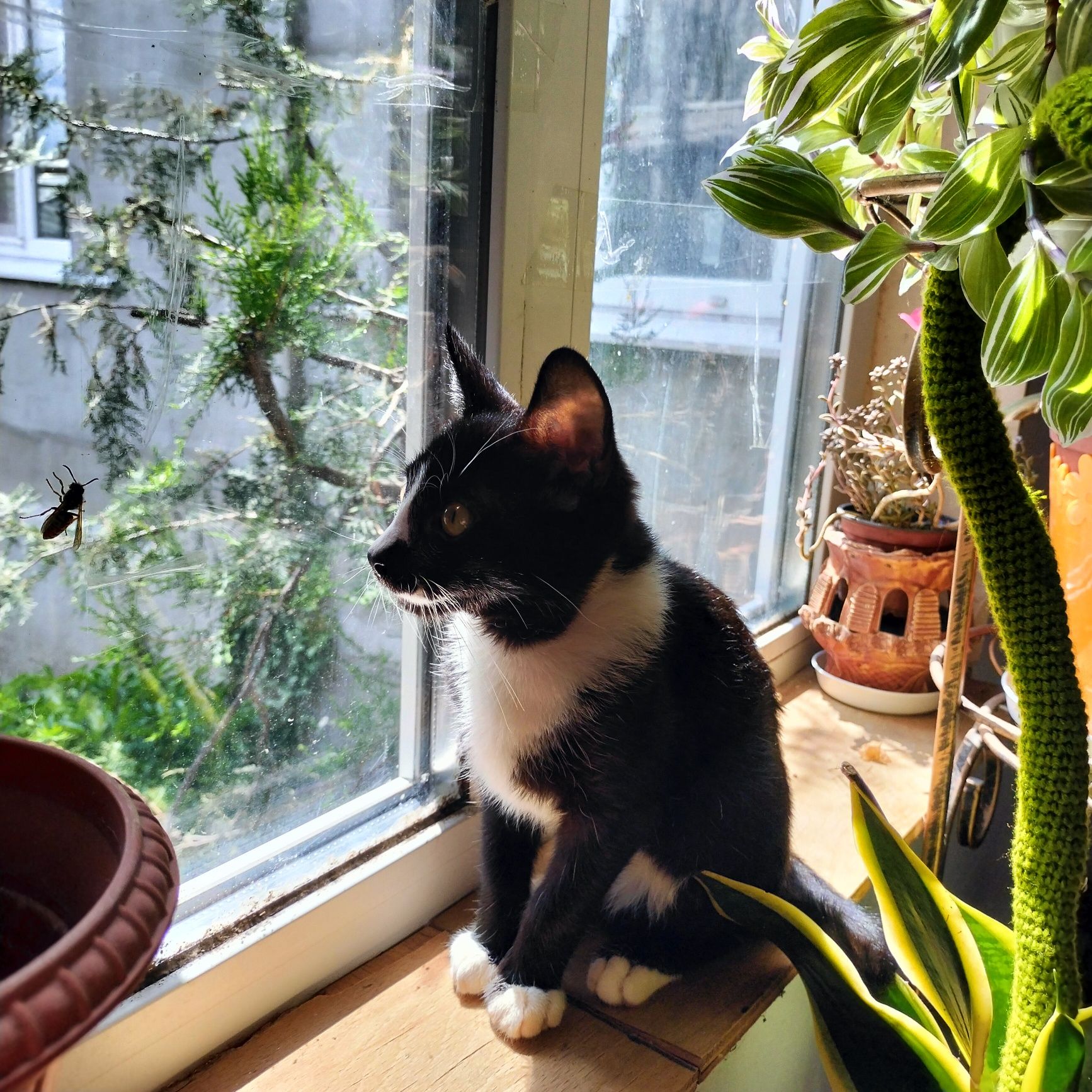 Котик канадского сфинкса