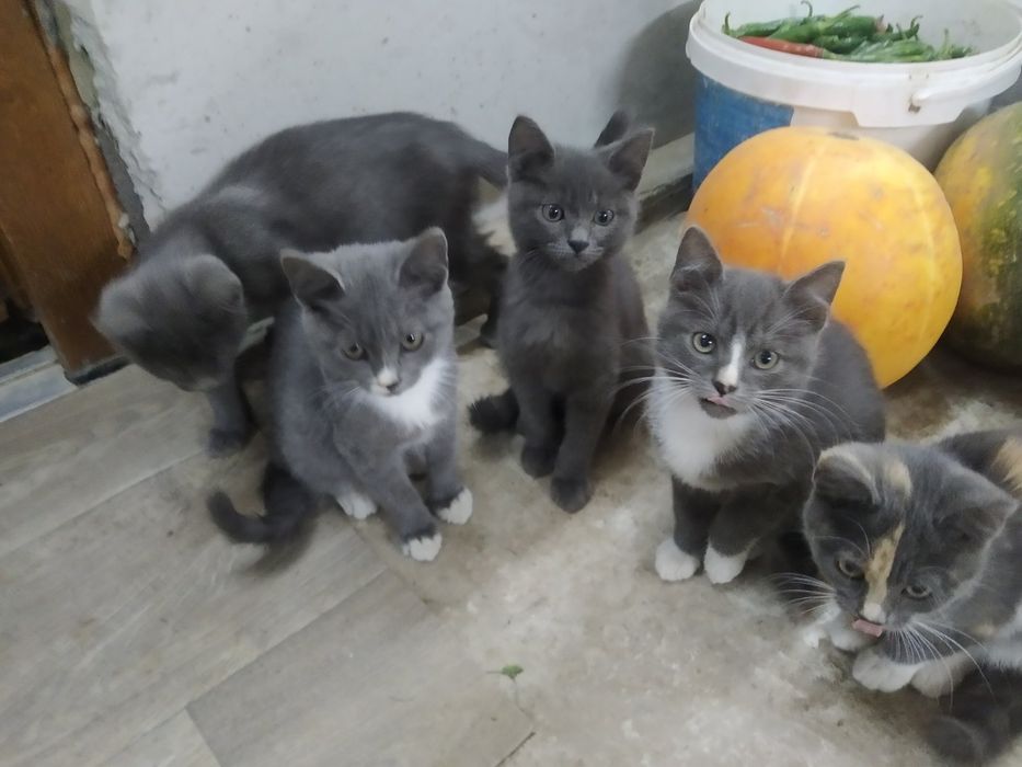 Віддам кошенят в добрі руки