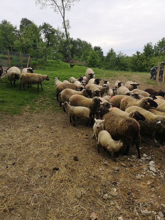 Owce czarnoglowki, kotne, 8szt