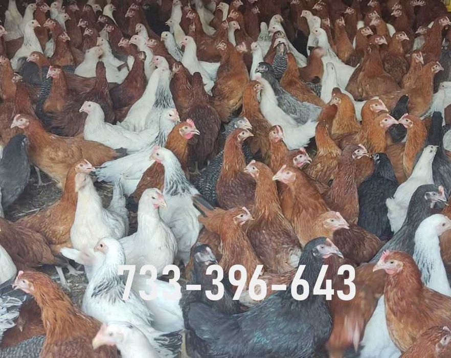 Kury Nioski Lohmann Brown Sandy Rosa Leghorn Dominant Greenshell