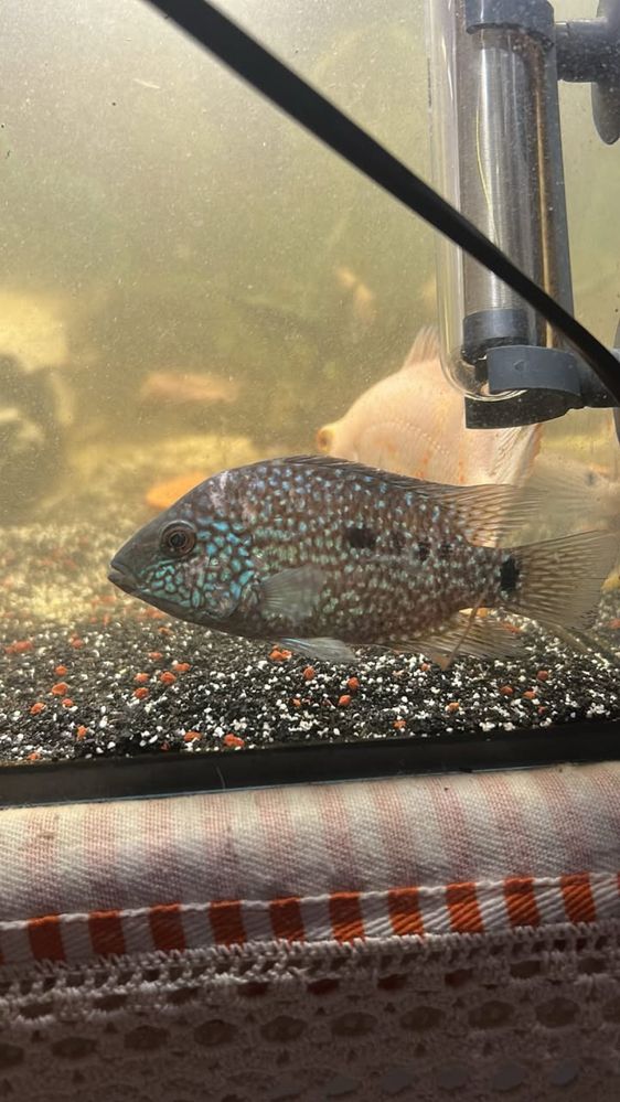 Ciclideos e pleco